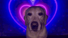 a dog is sitting in front of a purple heart .