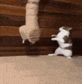 two cats are standing on their hind legs and fighting each other on a wooden floor .