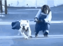 Monkey Dog GIF - Monkey Dog Running Away GIFs