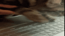 Keyboard Keyboard Cat GIF - Keyboard Keyboard Cat Pc Cat GIFs