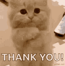 Thank You GIF - Thank You Cat GIFs