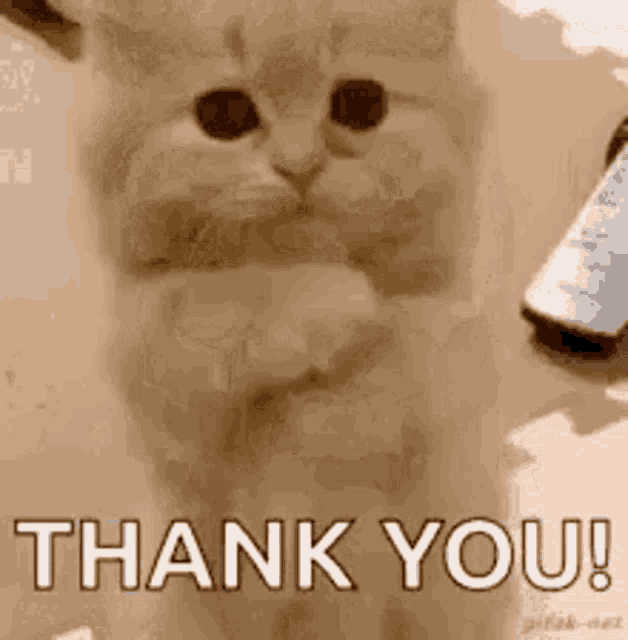 Thank You GIF - Thank You Cat - Discover & Share GIFs
