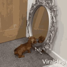Puppy Looking At The Mirror Viralhog GIF - Puppy Looking At The Mirror Viralhog Puppy Looking At The Reflection GIFs