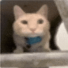 a close up of a cat with a blue collar looking out of a window .