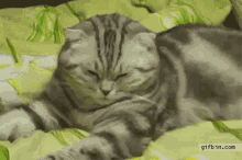Cats Tired GIF