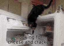Cheese And Crackers Cat GIF