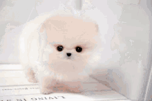 Puppy Love GIF - Puppy Love Slide Show GIFs