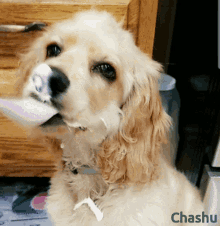 Chashu Puppy GIF - Chashu Puppy Puppy Dog Eyes GIFs