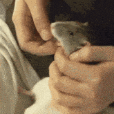 Rat Tickling GIF - Rat Tickling Rat Tickling GIFs