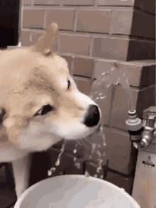 Dog Drinking Water GIFs | Tenor