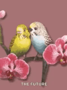 Birds Love Birds GIF - Birds Love Birds GIFs