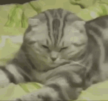 Cat Tired Cat Falling Asleep GIF - Cat Tired Cat Falling Asleep Cat Asleep GIFs