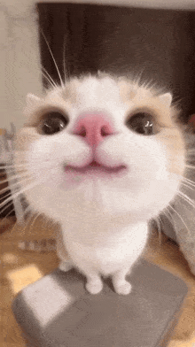 a close up of a cat 's face with a pink nose and mouth .