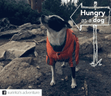 Dog Hungry As A Dog GIF - Dog Hungry As A Dog Surinka GIFs