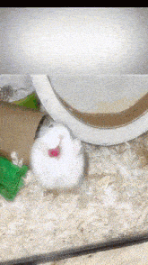 a white hamster with a red tongue is sitting in a cage next to a wheel