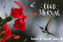 Good Morning Gif Hummingbirds GIF - Good Morning Gif Hummingbirds GIFs