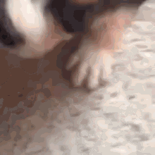 a close up of a dog 's paw on the floor