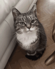 Chat Cat GIF - Chat Cat Muezza GIFs