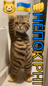 a picture of a cat with the word hetokpai on the bottom right