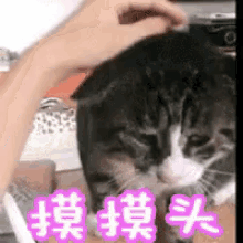 摸摸头 GIF - Pat Pat Kitten Cat GIFs
