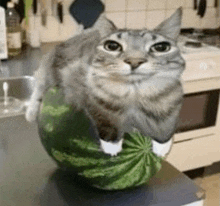 Cat Watermelon GIF - Cat Watermelon Meme GIFs