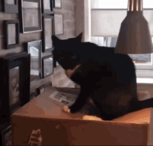 Cat Cat Box GIF - Cat Cat Box Cat Fun GIFs