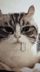 a close up of a cat 's face with a green arrow pointing to the ear