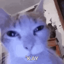 a close up of a cat 's face with the words `` kay '' written on the bottom .