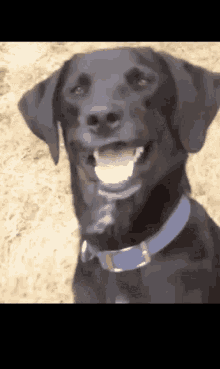 Dog Confuse GIF - Dog Confuse Blinking GIFs