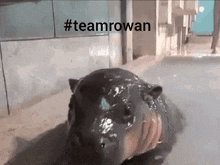 a hippopotamus is standing in a pool of water with the hashtag #teamrowan above it