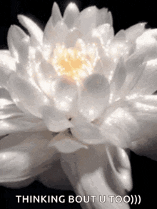 Blooming Flower GIF