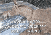 a picture of a donkey and a kitten with the words have a happy awesome week my sweet friend .