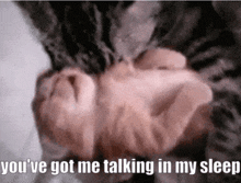 a picture of a cat with the words " you 've got me talking in my sleep "