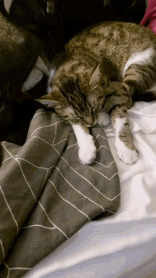 Sleeper Cat GIF - Sleeper Cat GIFs