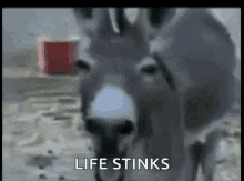 Donkey Life Stinks GIF