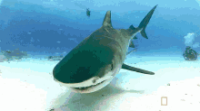 Close Up GIF - Shark Bite Nat Geo GIFs