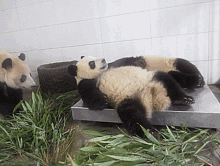 Panda Pandas GIF - Panda Pandas Scared GIFs