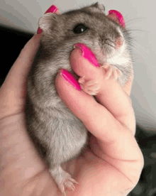 Finger Hamster GIF - Finger Hamster GIFs