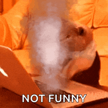 Fast Cat Typing GIF - Fast Cat Typing GIFs