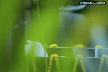 a woman in a white dress sits in front of a sign that says pranay varma