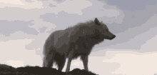 Woof GIF - Woof Wolf Beauty GIFs