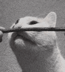 Matatabi Cat GIF - Matatabi Cat GIFs