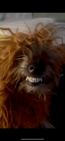 Dog Smile Smile Dog GIF - Dog Smile Smile Dog GIFs