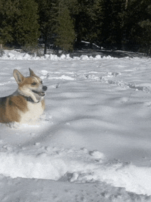 Snow Corgi GIF - Snow Corgi Snow Dog GIFs