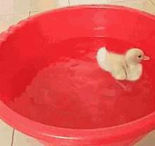 Cute Animals Duck GIF - Cute Animals Duck Swim GIFs