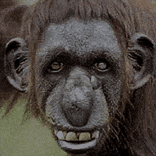 Orangutan Monkey GIF - Orangutan Monkey Beatbox GIFs