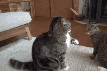 Cat Fight GIF - Cat Fight Tackle GIFs