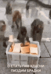 a group of monkeys are standing around a plastic container filled with bread .