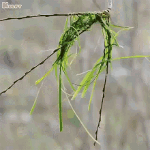 Power Of Nature Birds GIF