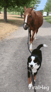 Walking The Horse Dog GIF - Walking The Horse Dog Horse GIFs